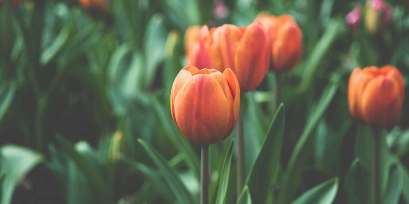 钢铁洪流中的“呼吸心脏”：华晨离心风机如何征服冶炼高温极限